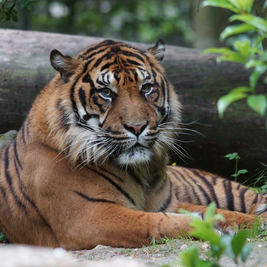 Parrainer tigre de Sumatra Asu