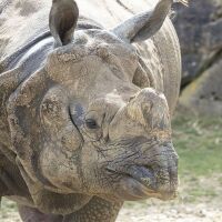 Parrainer rhinocéros indien Sahib
