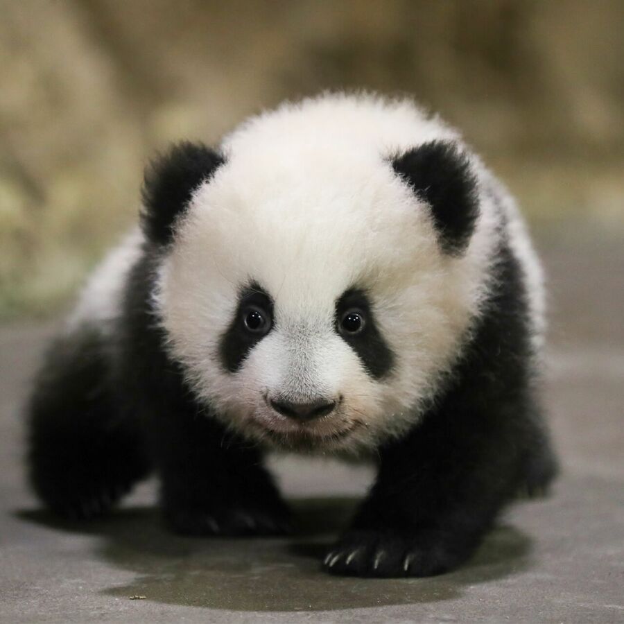 Parrainer panda Yuandudu