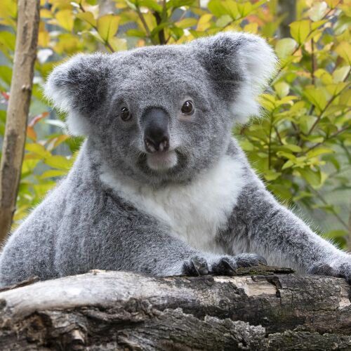 Parrainez Genoa, femelle koala