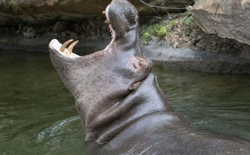 Parrainer hippopotame Kiwi