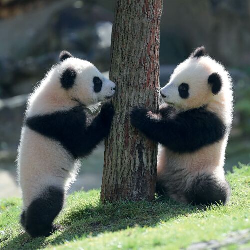 Yuandudu et Huanlili, jumelles panda géant - Parrainages - ZooParc de Beauval