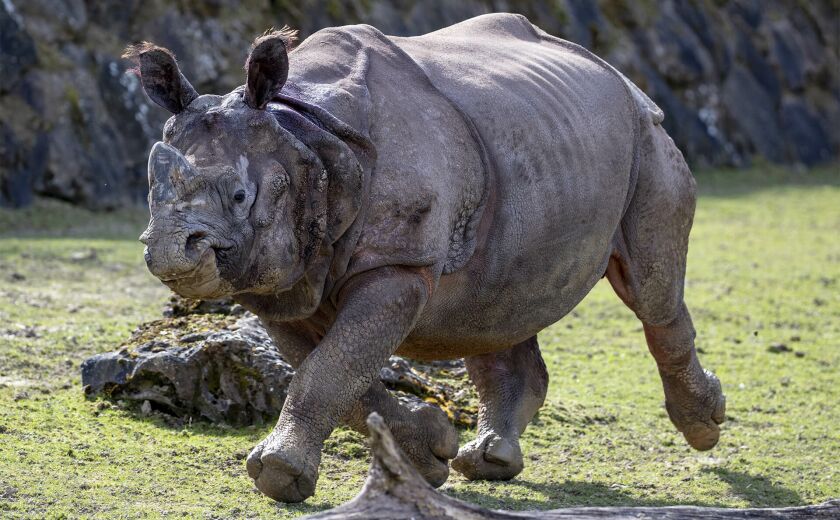 Parrainer rhinocéros indien Sahib