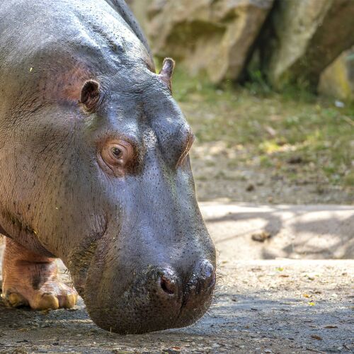 Parrainez Kiwi, femelle hippopotame commun