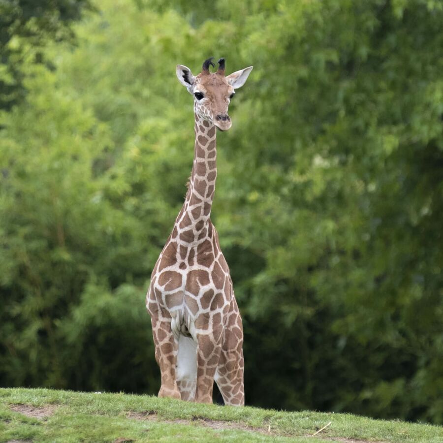 Parrainer girafe Melman