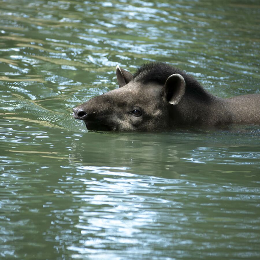 Parrainez Obie - Association Beauval Nature