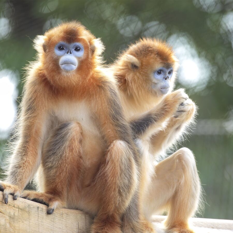Parrainez les singes dorés - Association Beauval Nature
