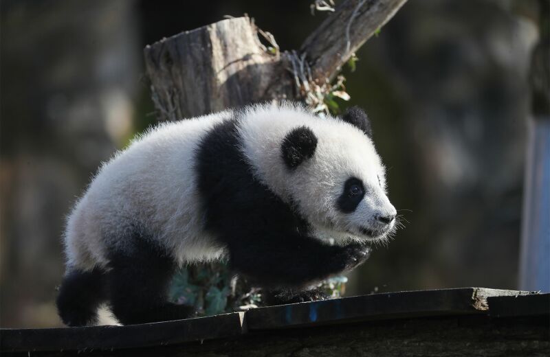 Parrainer panda Huanlili