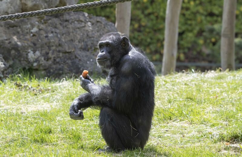 Parrainer chimpanzé Joseph