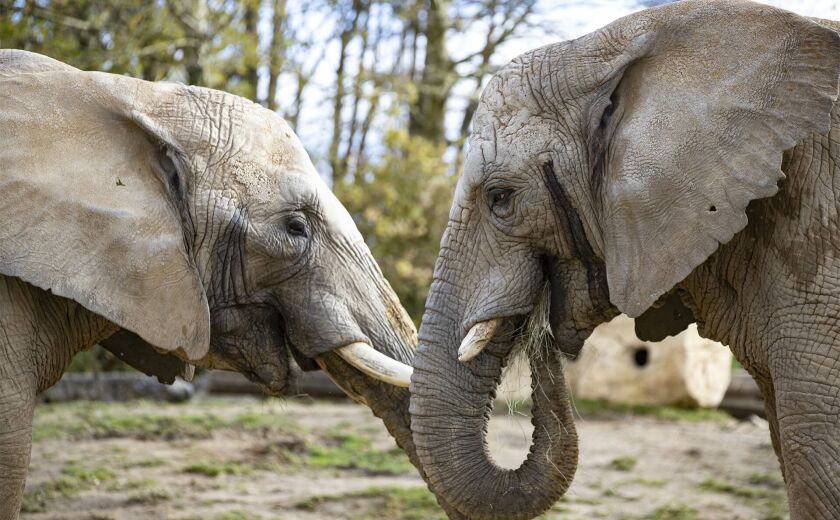 Parrainer les éléphants