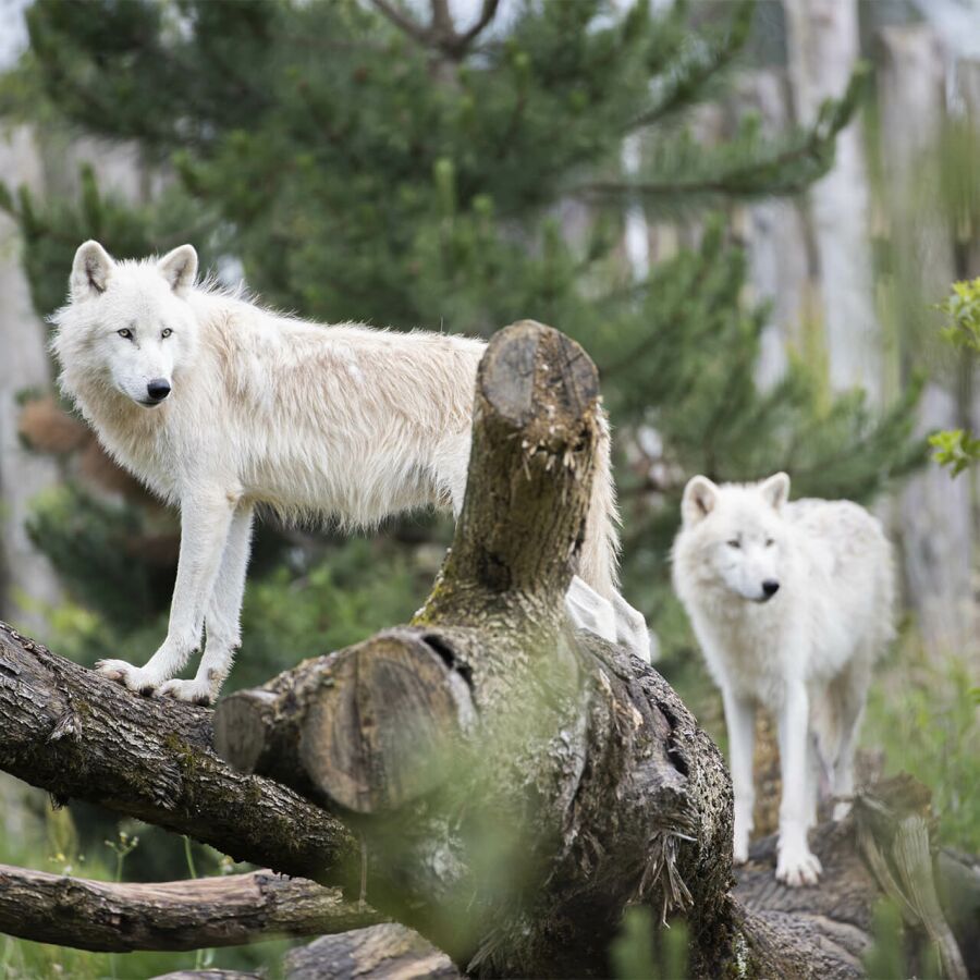 Parrainer les loups arctiques