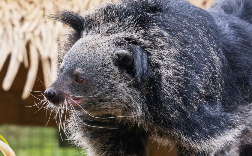 Parrainez les binturongs - Association Beauval Nature - ZooParc de Beauval