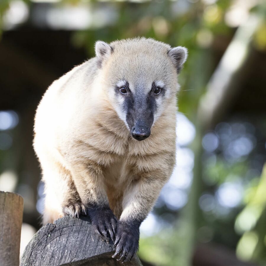 Parrainer coati Baya