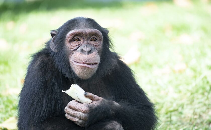 Parrainer chimpanzé Tumba