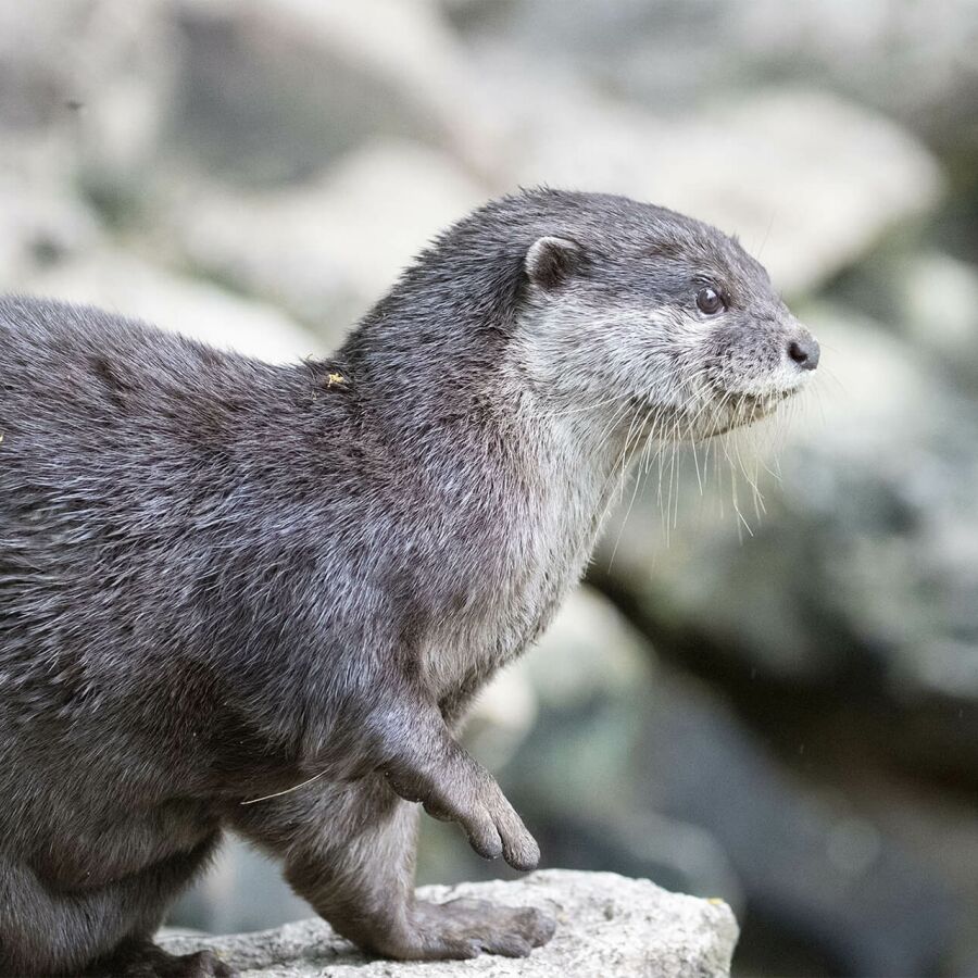 Parrainer une loutre naine : Suri - Parrainage ZooParc