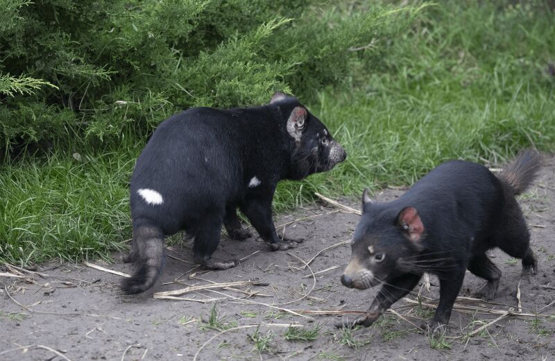 Parrainez les diables de Tasmanie - Parrainages - Association Beauval Nature