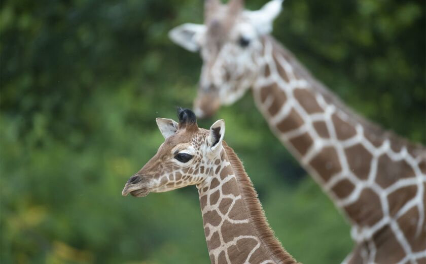Parrainer girafe Melman