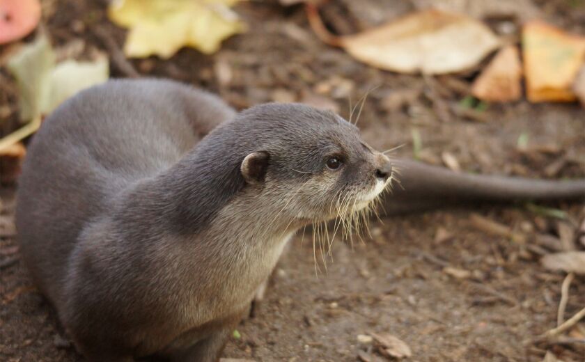 Parrainer loutre naine Suri