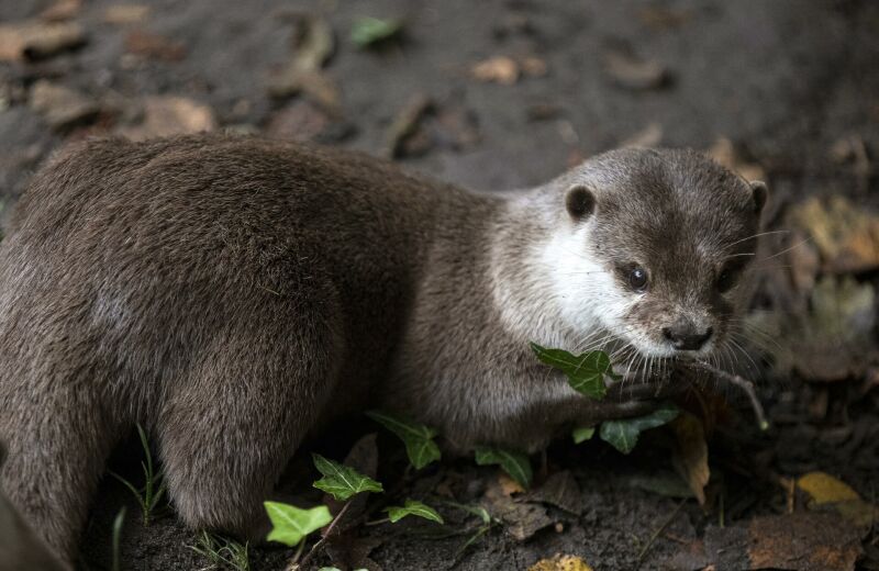 Parrainer loutre naine Suri