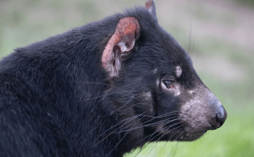 Parrainez les diables de Tasmanie - Association Beauval Nature - ZooParc de Beauval