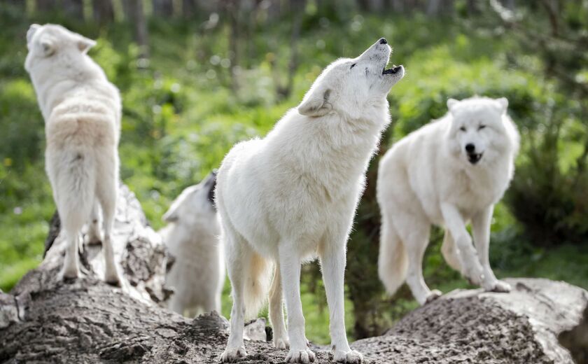 Parrainer les loups arctiques