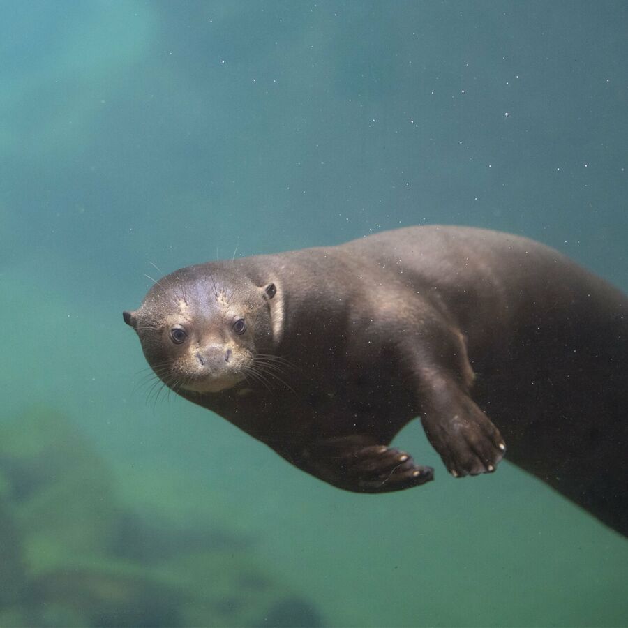 Parrainer loutre géante Isolda