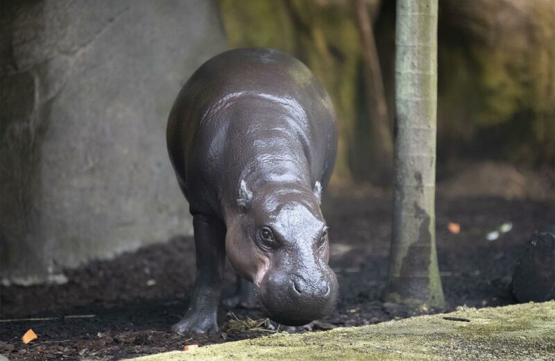 Parrainer hippopotame pygmée Robert