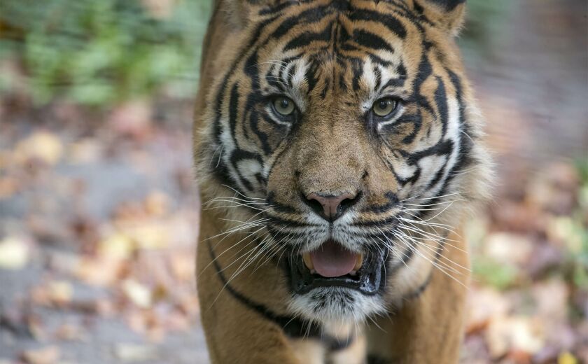 Parrainer tigre de Sumatra Asu