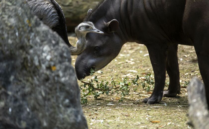Parrainez Obie - Association Beauval Nature