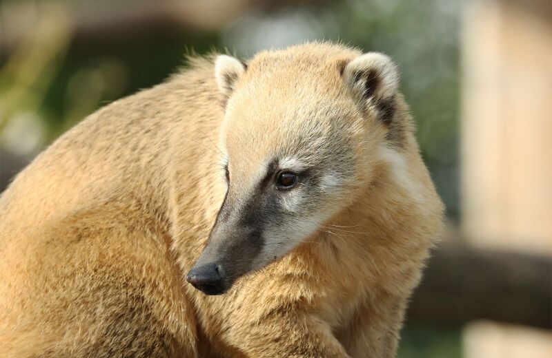 Parrainer coati Baya