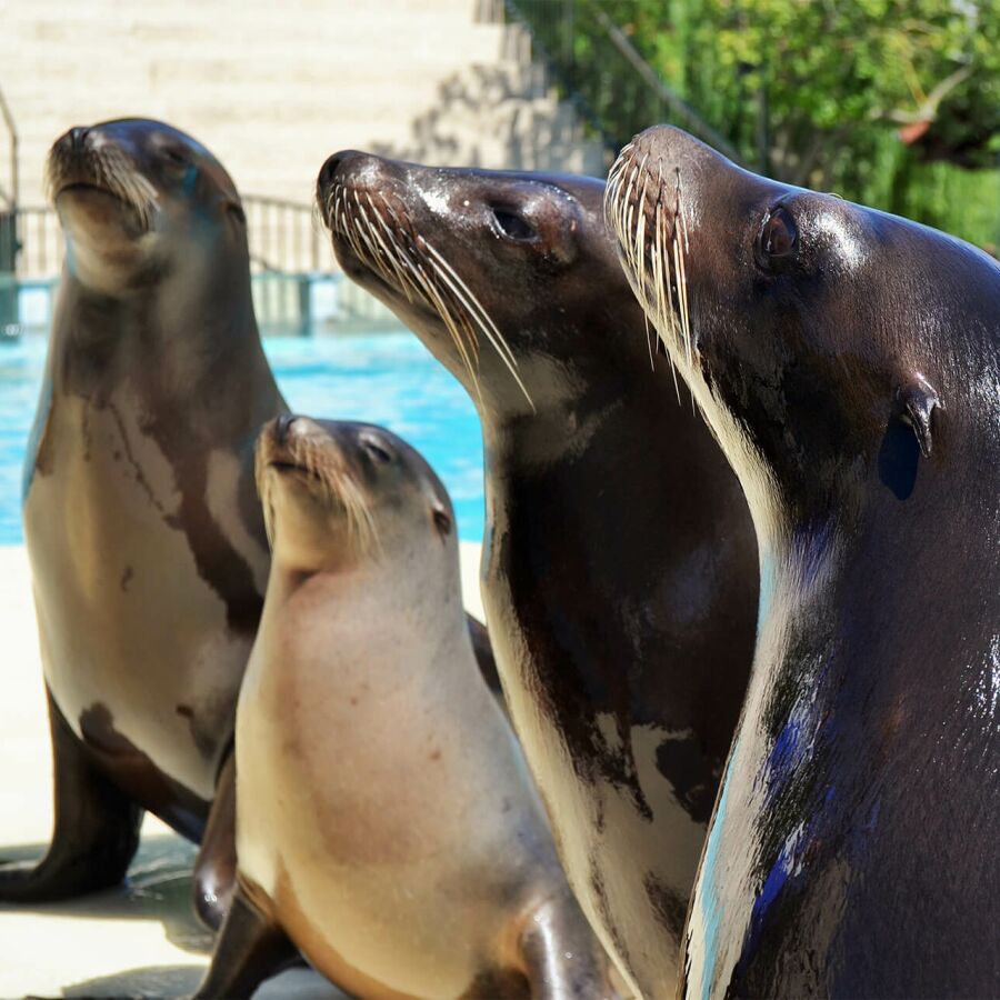 Parrainer les otaries