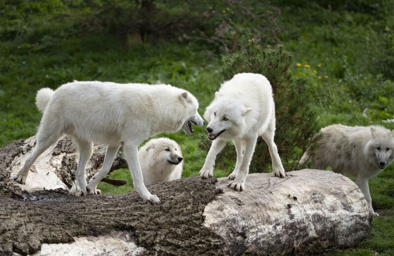 Parrainer les loups arctiques