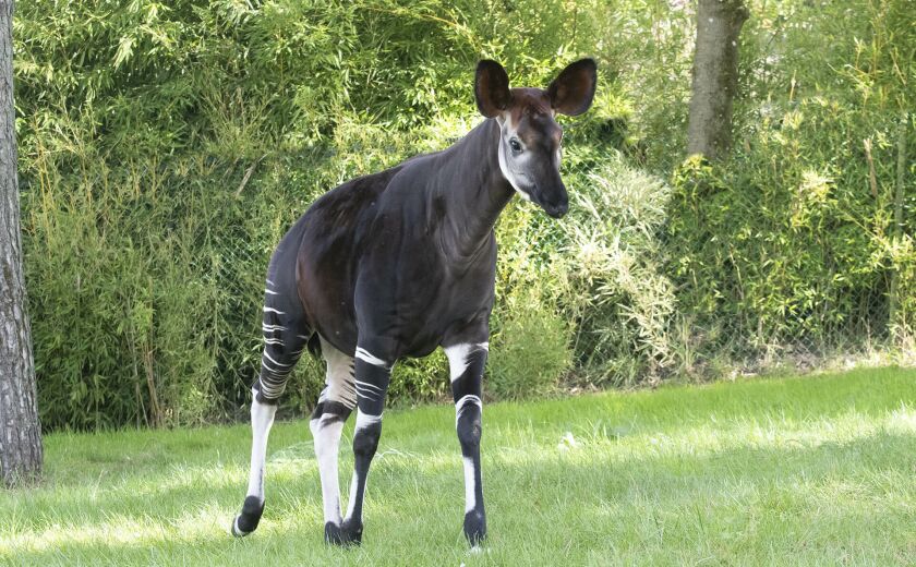 Parrainer okapi Quinta