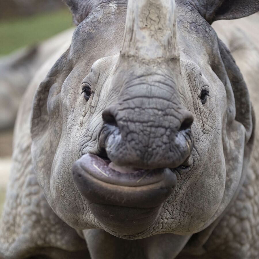 Parrainer rhinocéros indien Henna
