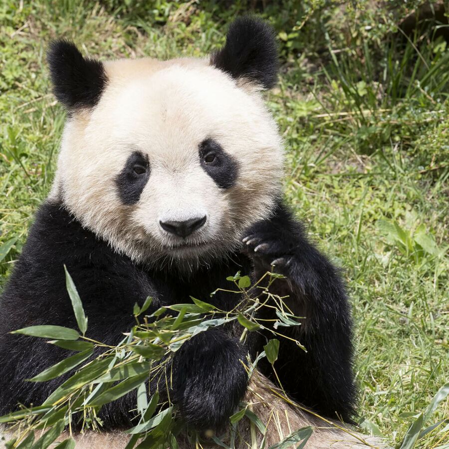 Parrainer panda Yuan Meng