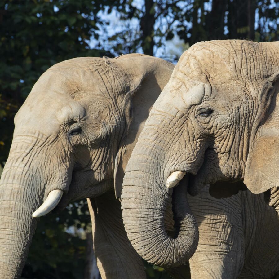 Parrainer les éléphants