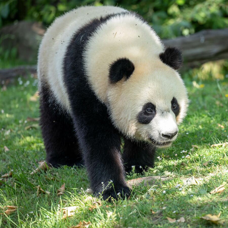 Parrainer panda Yuandudu