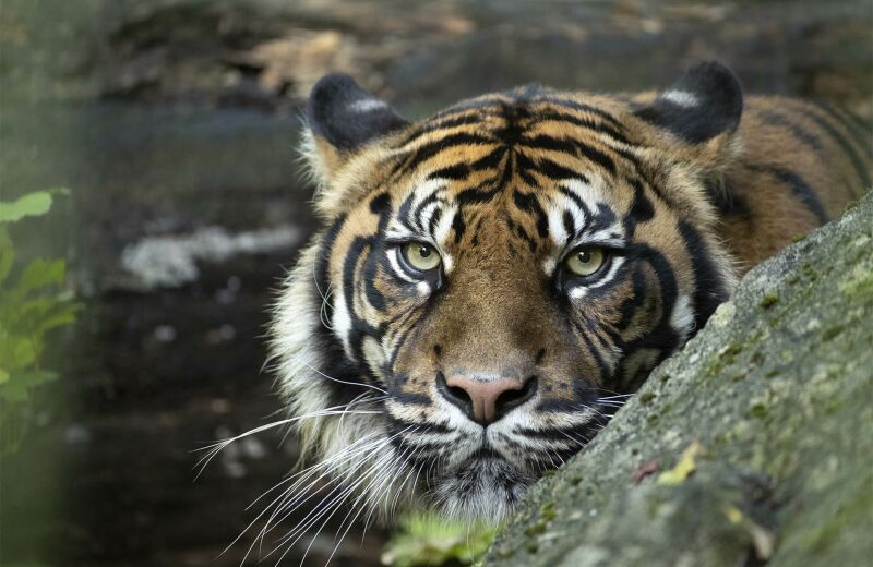 Parrainer tigre de Sumatra Jambi