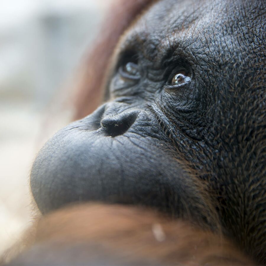 Parrainez les orangs-outans - Association Beauval Nature