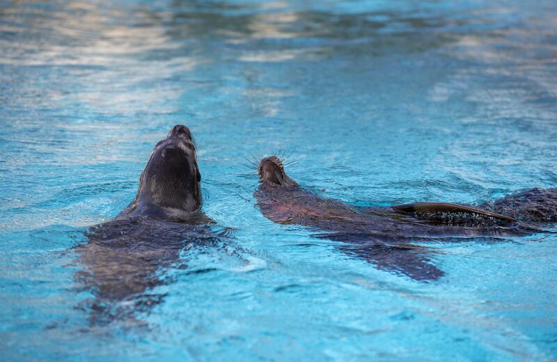 Parrainer les otaries