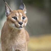 Parrainez les caracals - Association Beauval Nature