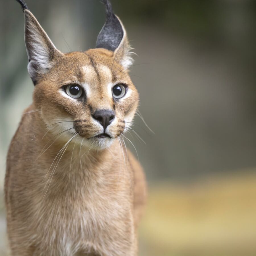 Parrainez les caracals - Association Beauval Nature