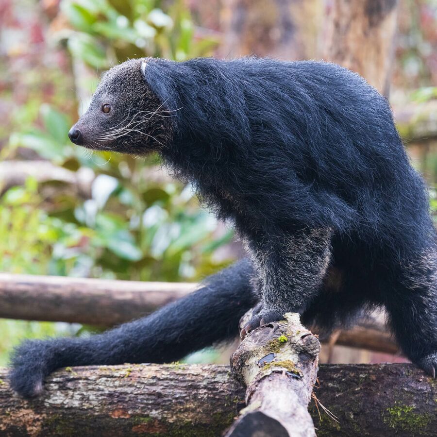 Parrainez les binturongs - Association Beauval Nature