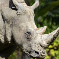 Parrainer rhinocéros blanc Satara