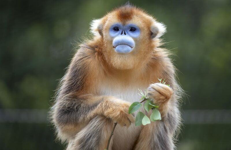 Parrainez les singes dorés - Parrainages - ZooParc de Beauval