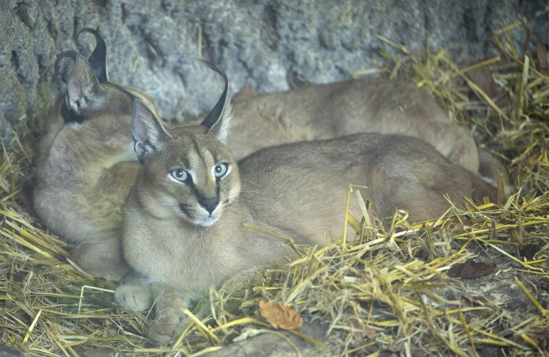 Parrainez les caracals - Parrainages - ZooParc de Beauval