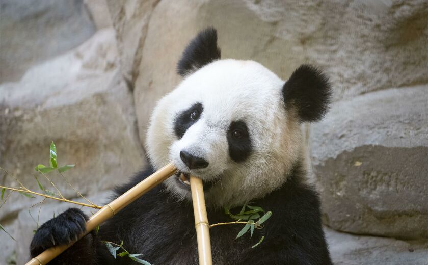Manger bambou panda géant Huan Huan