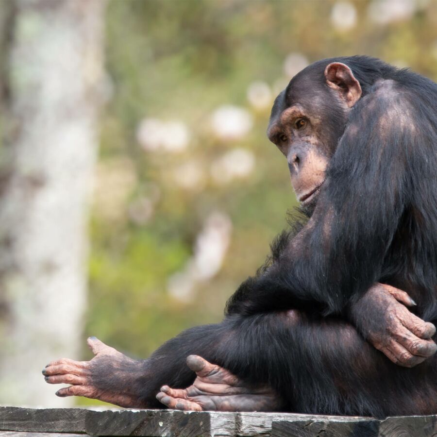 Parrainer chimpanzé Tumba