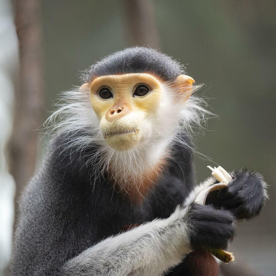 Parrainer les langurs de Douc