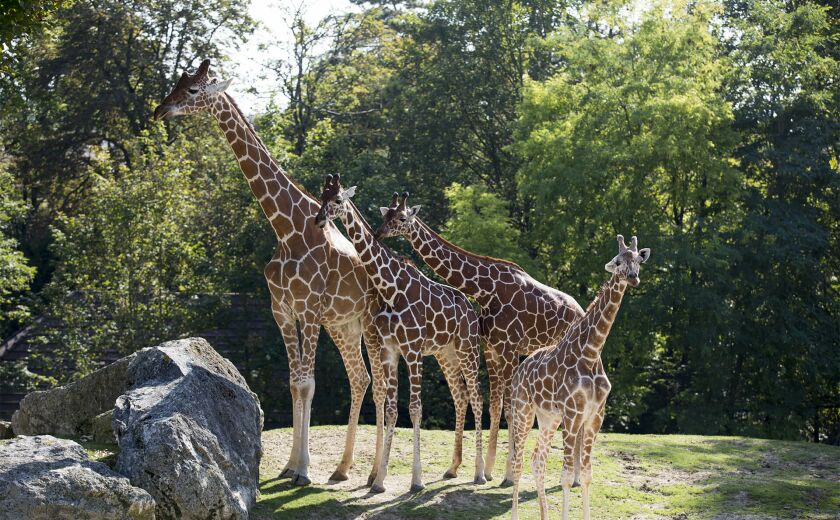 Parrainer les girafes